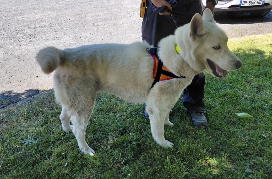 TOM, male Husky for adoption at SPA Le Mans (Yvré-L'Évêque)