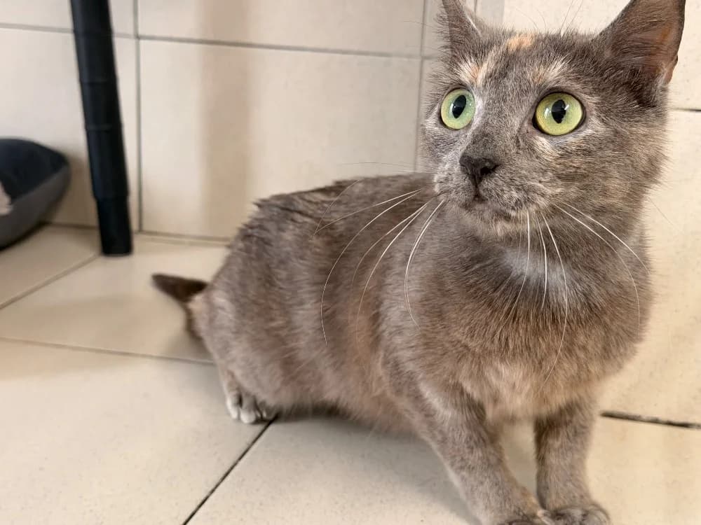 ALIZARI, female 6yo mixed breed for adoption at SPA Le Mans (Yvré-L'Évêque)