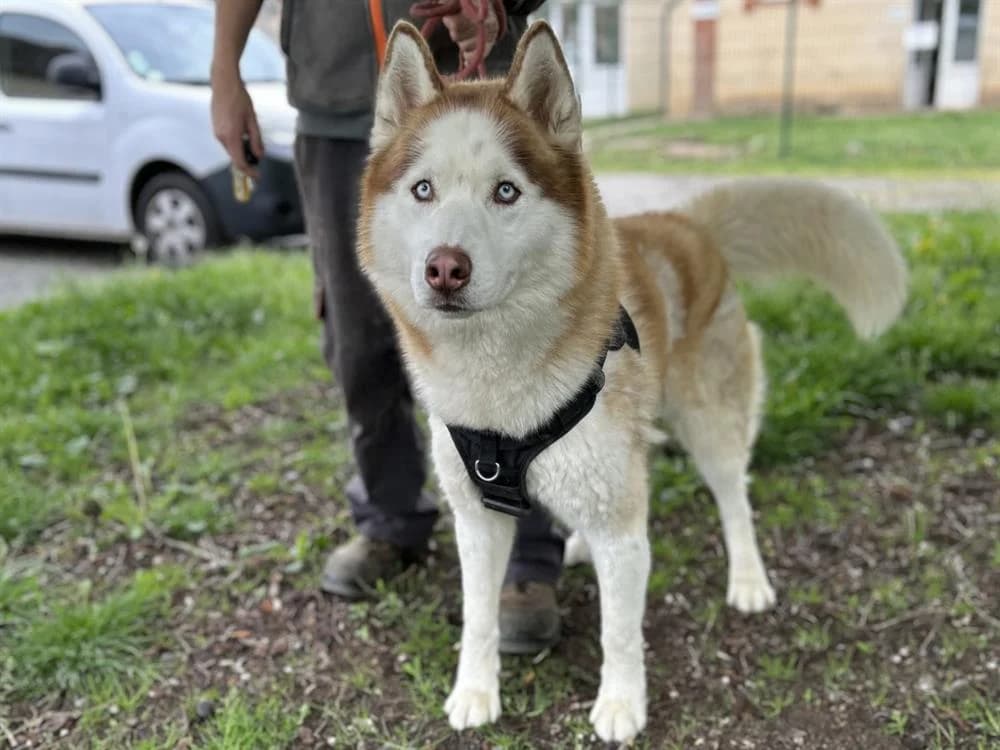 SIMBA, male 4yo Husky for adoption at SPA Le Mans (Yvré-L'Évêque)