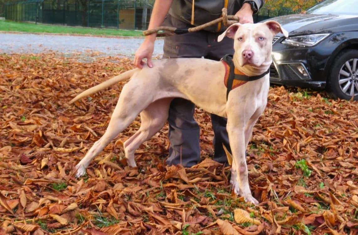 ATHYLA, female young Mixed Breed for adoption at SPA Le Mans (Yvré-L'Évêque)