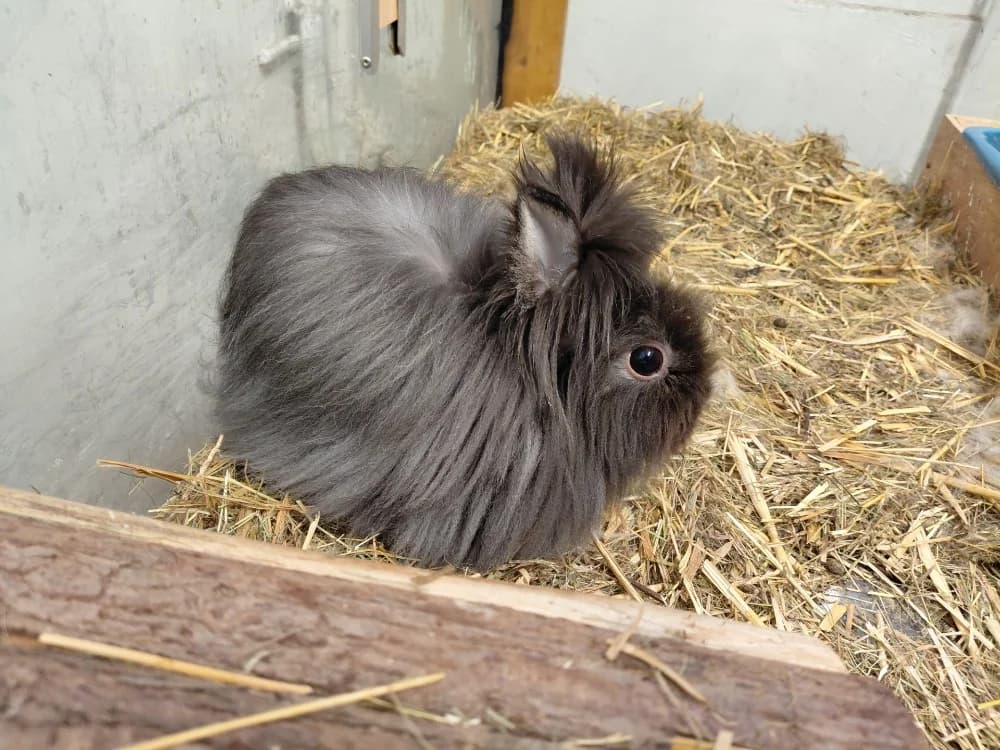 ZANAHORIA, female young Mixed Breed for adoption at SPA Le Mans (Yvré-L'Évêque)
