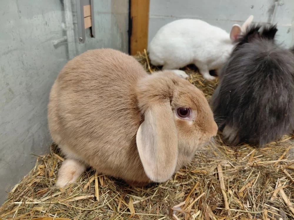 KAROTI, female young Mixed Breed for adoption at SPA Le Mans (Yvré-L'Évêque)