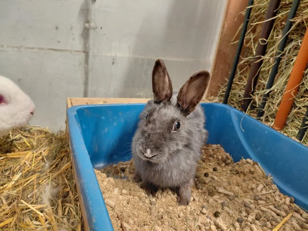 JAZARA, female young Mixed Breed for adoption at SPA Le Mans (Yvré-L'Évêque)