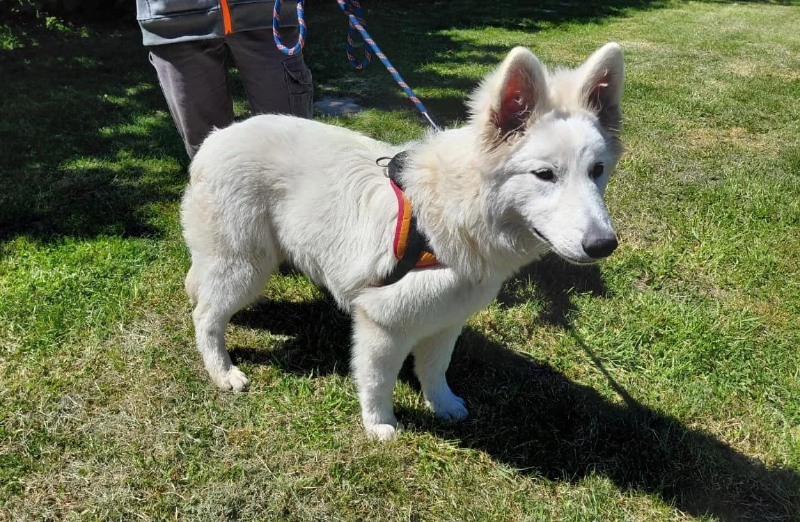 VIVI (réservée), female Mixed Breed for adoption at SPA Le Mans (Yvré-L'Évêque)