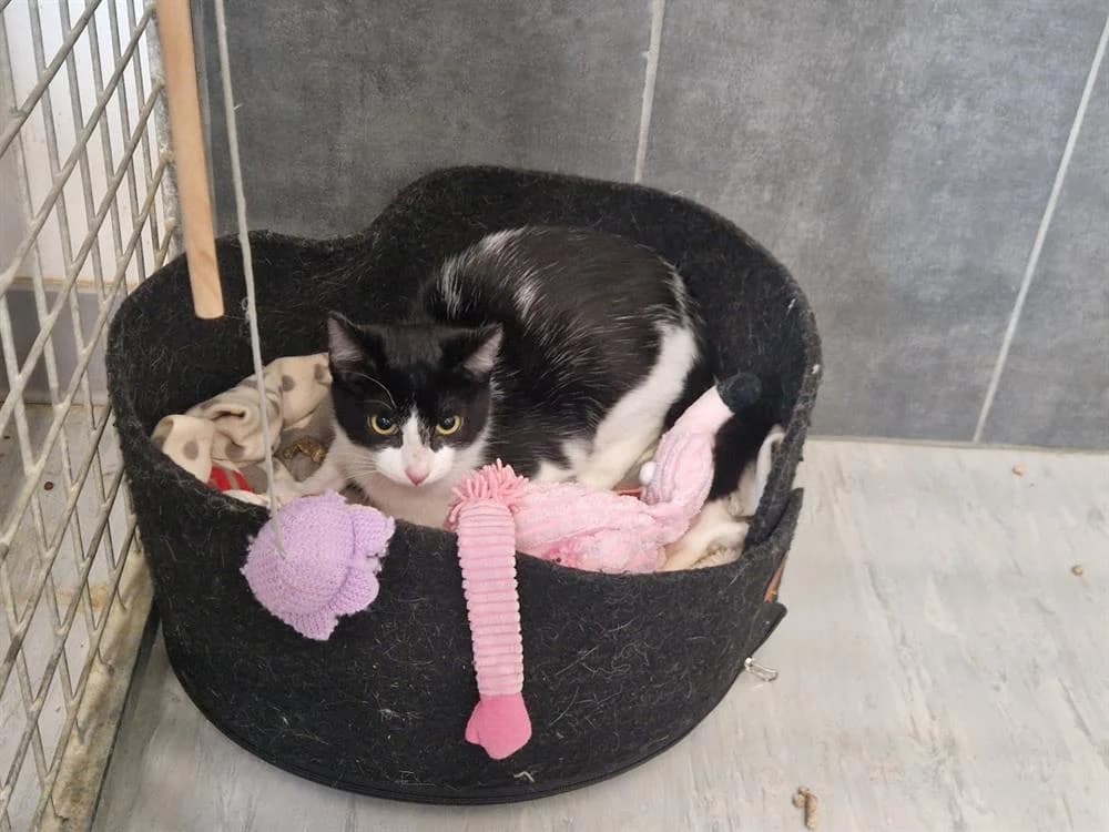 ONI, female young Mixed Breed for adoption at SPA Le Mans (Yvré-L'Évêque)
