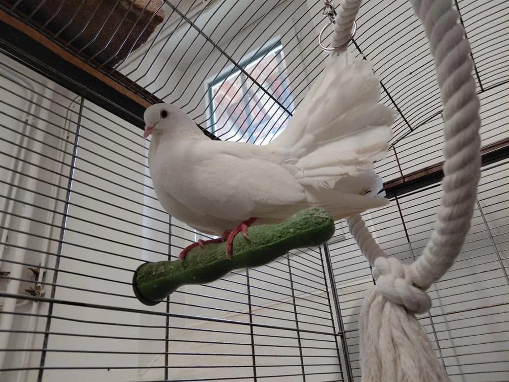 PATAUGE, female Mixed Breed for adoption at SPA Le Mans (Yvré-L'Évêque)