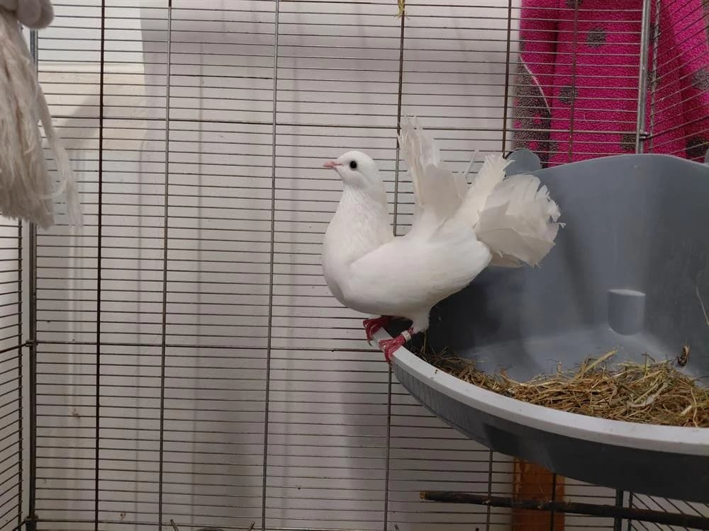 BARBOTE, female Mixed Breed for adoption at SPA Le Mans (Yvré-L'Évêque)