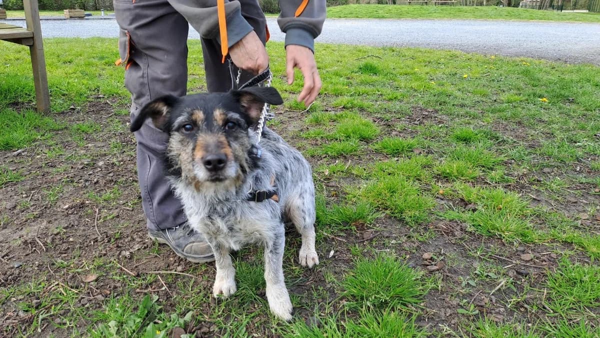 PIXIE, female young Mixed Breed for adoption at SPA Le Mans (Yvré-L'Évêque)