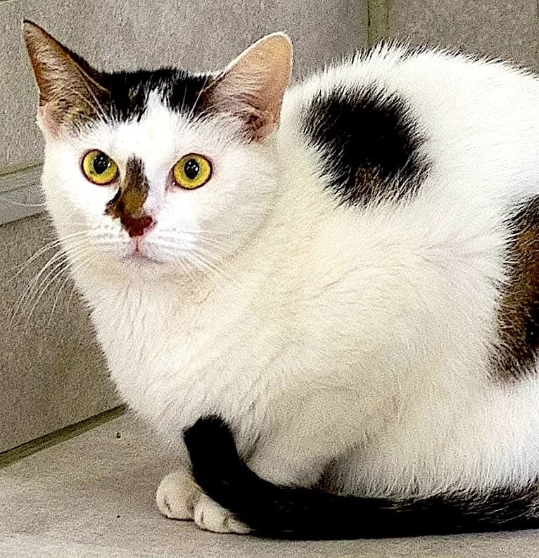 MINNIE, female young European Shorthair for adoption at Centre de Protection des Animaux de Saint-Cyprien