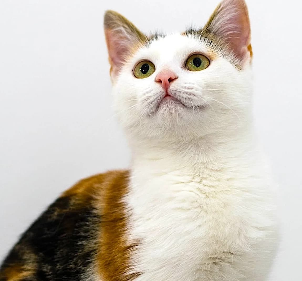 PÉPITE, female young European Shorthair for adoption at Centre de Protection des Animaux de Saint-Cyprien