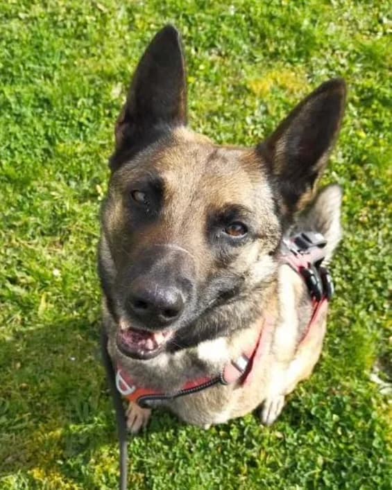 LAÏKA, female 6yo Belgian Malinois for adoption at Centre de Protection des Animaux de Saint-Cyprien