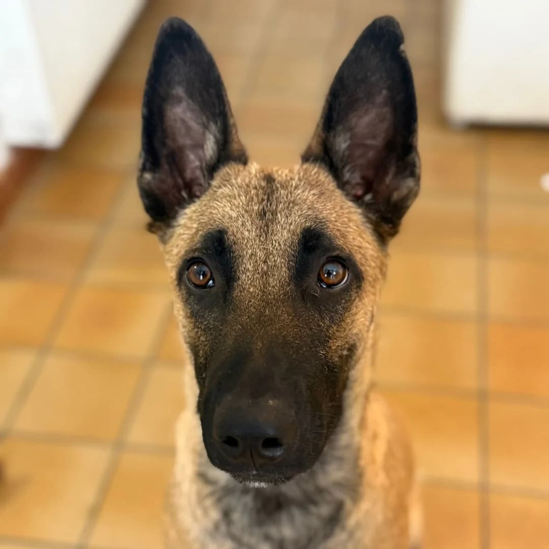 BARRY, male young Belgian Malinois for adoption at Centre de Protection des Animaux de Saint-Cyprien