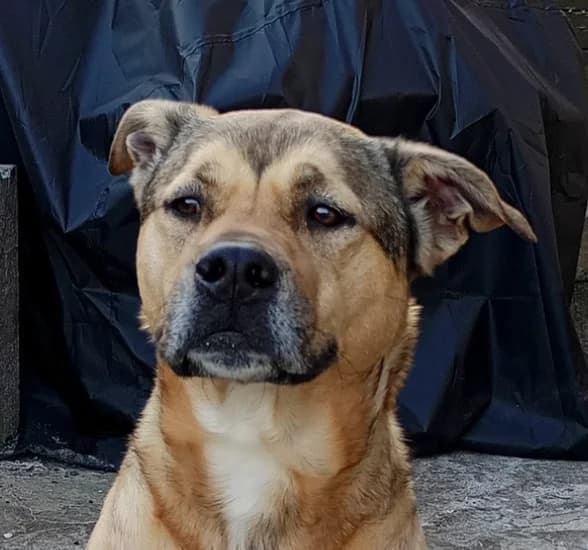 TYSON, male 4yo Mixed Breed for adoption at Centre de Protection des Animaux de Saint-Cyprien