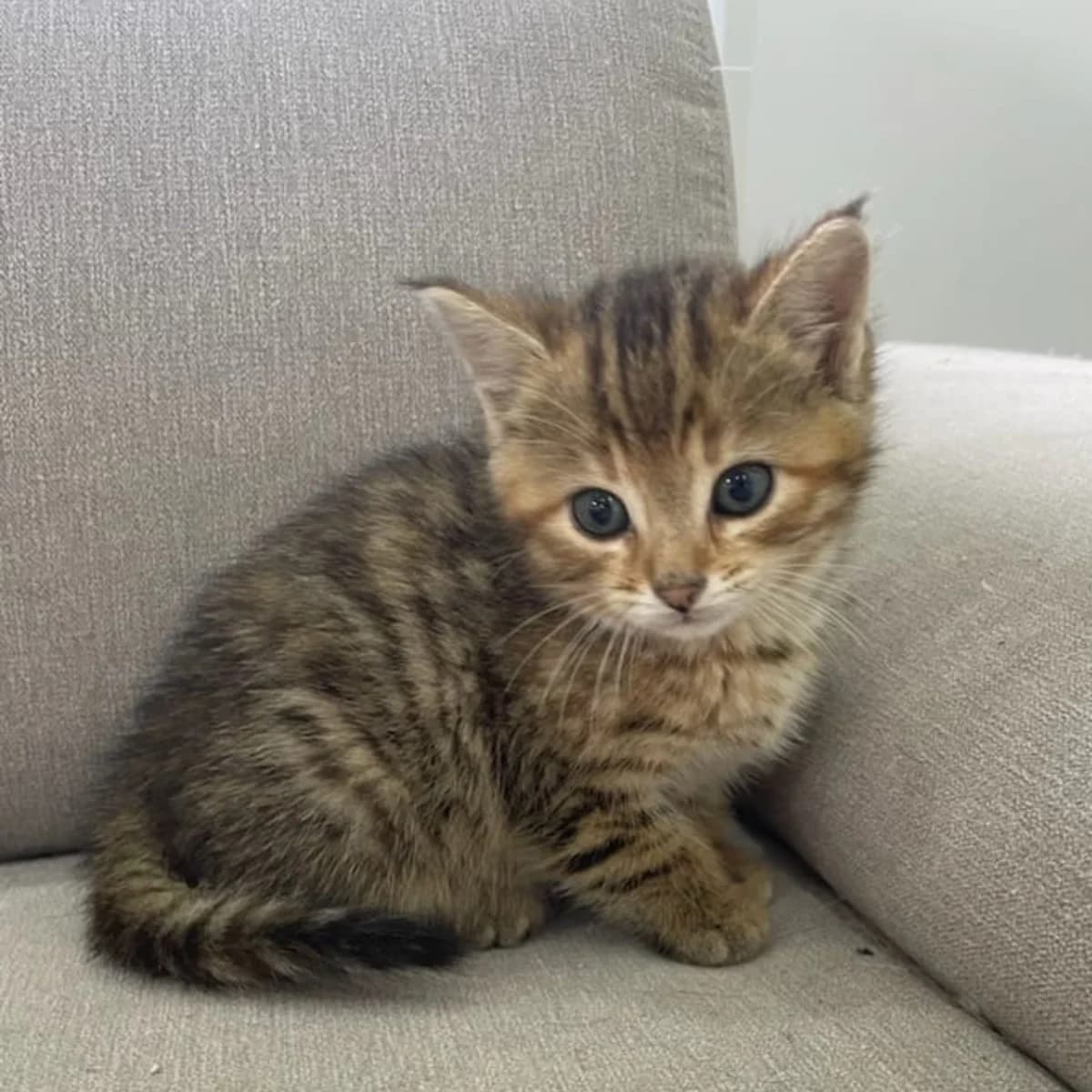 DUCHESSE, female Mixed Breed for adoption at Centre de Protection des Animaux de Saint-Cyprien