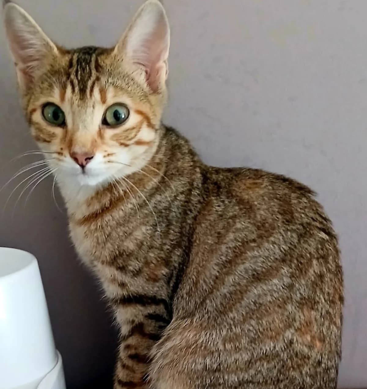 DUCHESSE, female Mixed Breed for adoption at Centre de Protection des Animaux de Saint-Cyprien