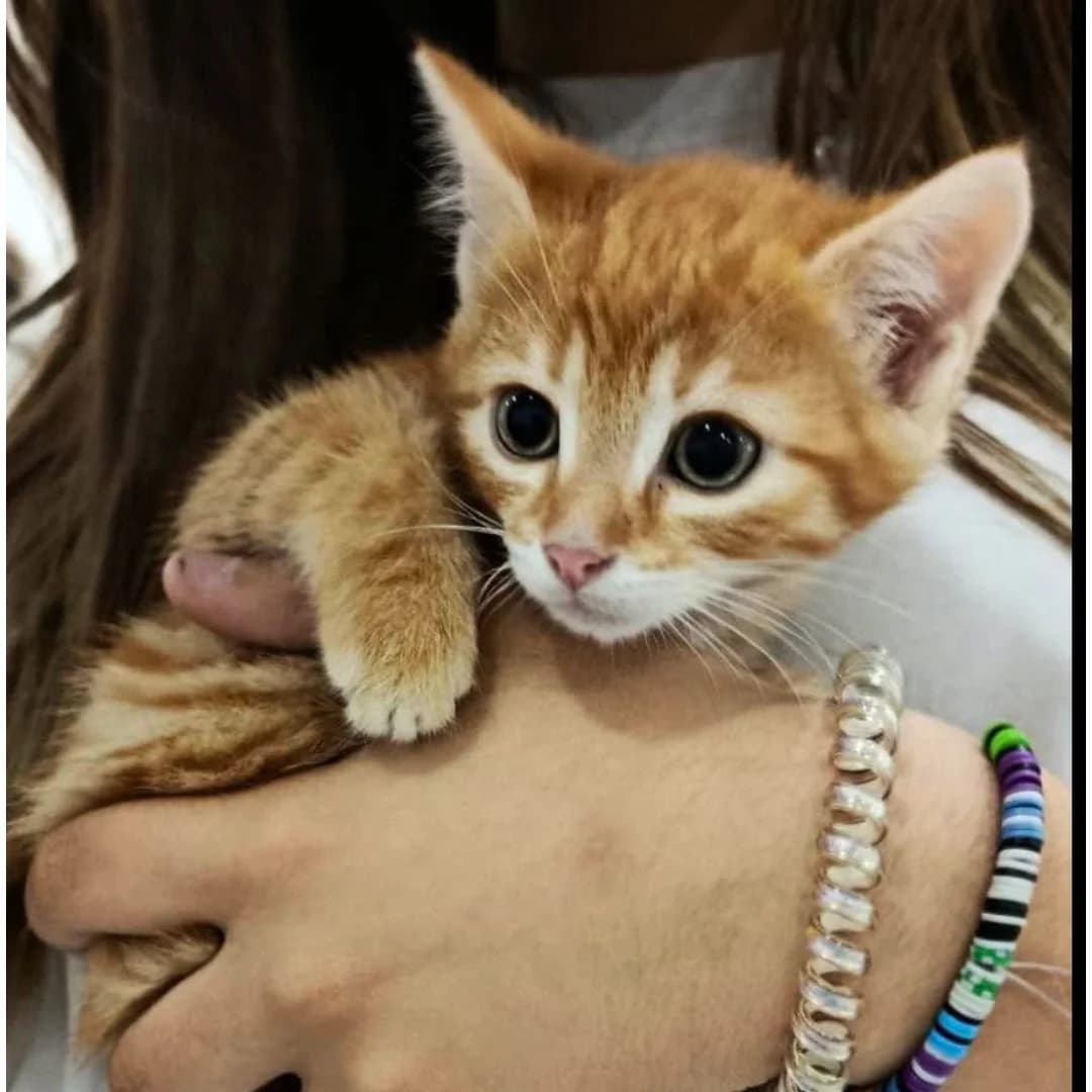 CARAMELLE, female European Shorthair for adoption at Centre de Protection des Animaux de Saint-Cyprien