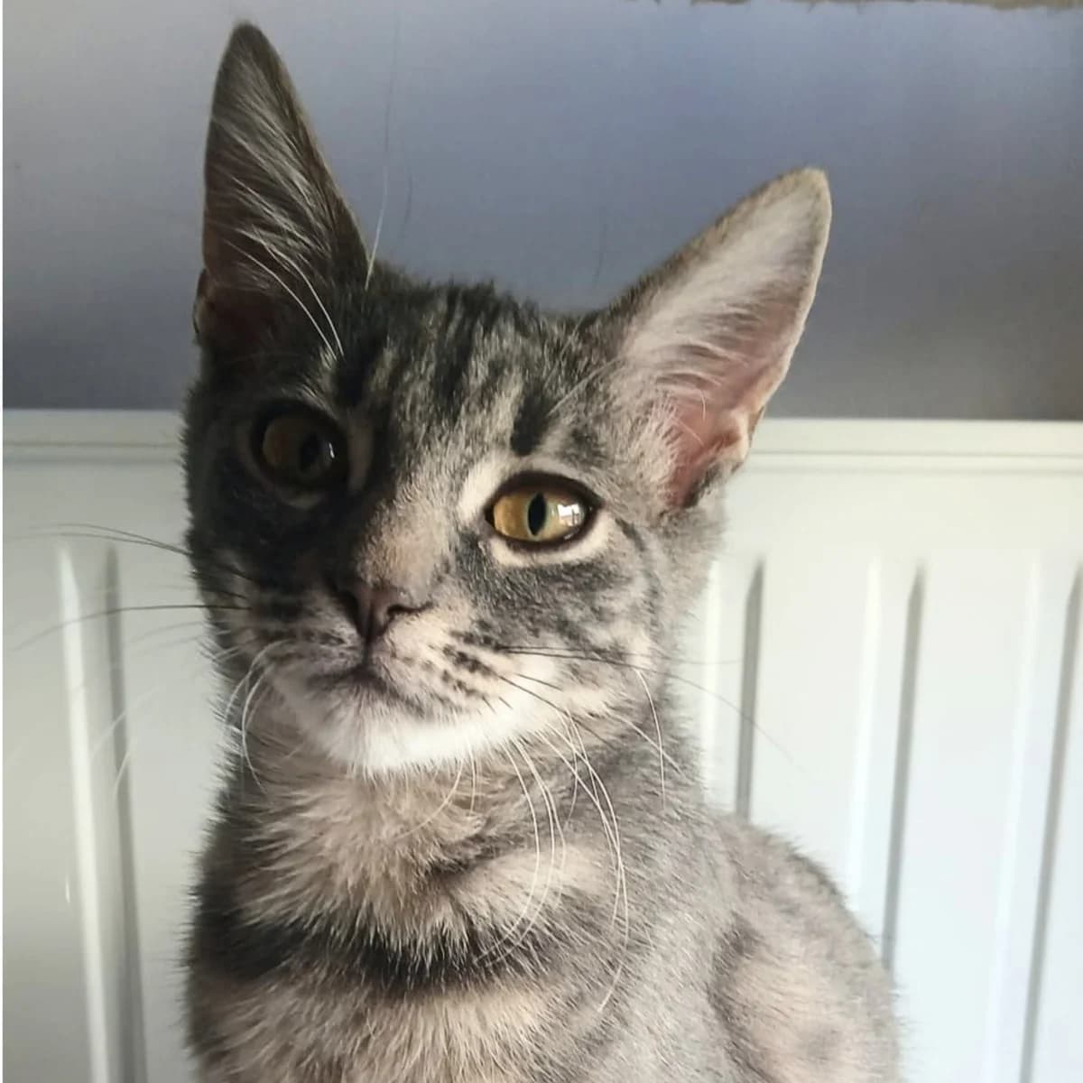 BENJI, male puppy European Shorthair for adoption at Centre de Protection des Animaux de Saint-Cyprien
