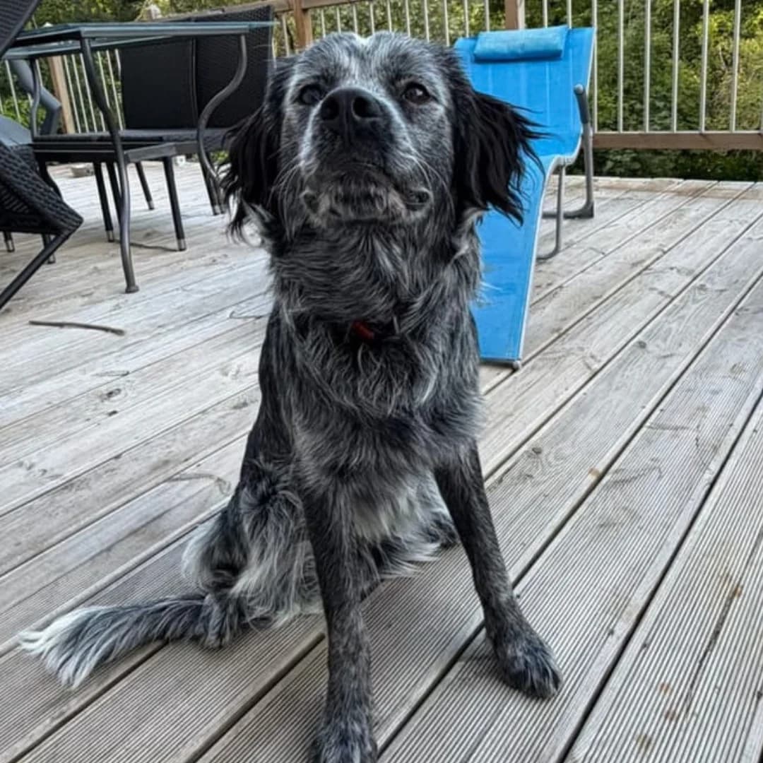 AIKO, male young Border Collie for adoption at Centre de Protection des Animaux de Saint-Cyprien