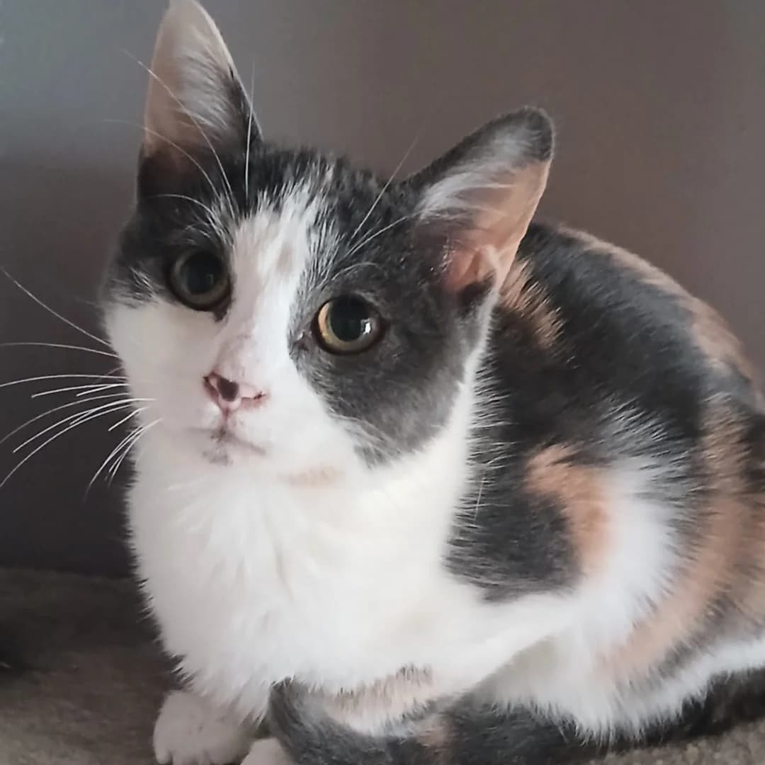 BROOKLYN, European Shorthair for adoption at Centre de Protection des Animaux de Saint-Cyprien