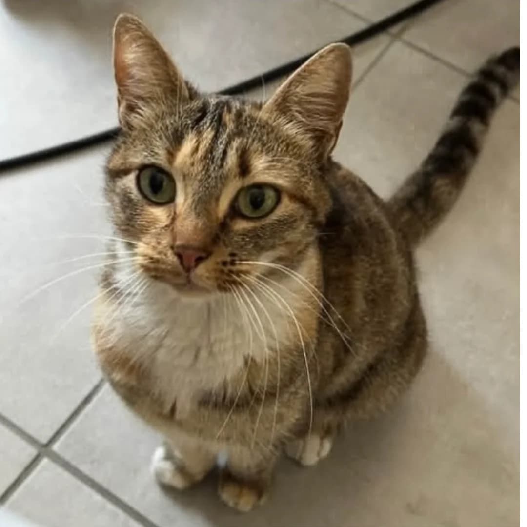 BORÉLIE, European Shorthair for adoption at Centre de Protection des Animaux de Saint-Cyprien