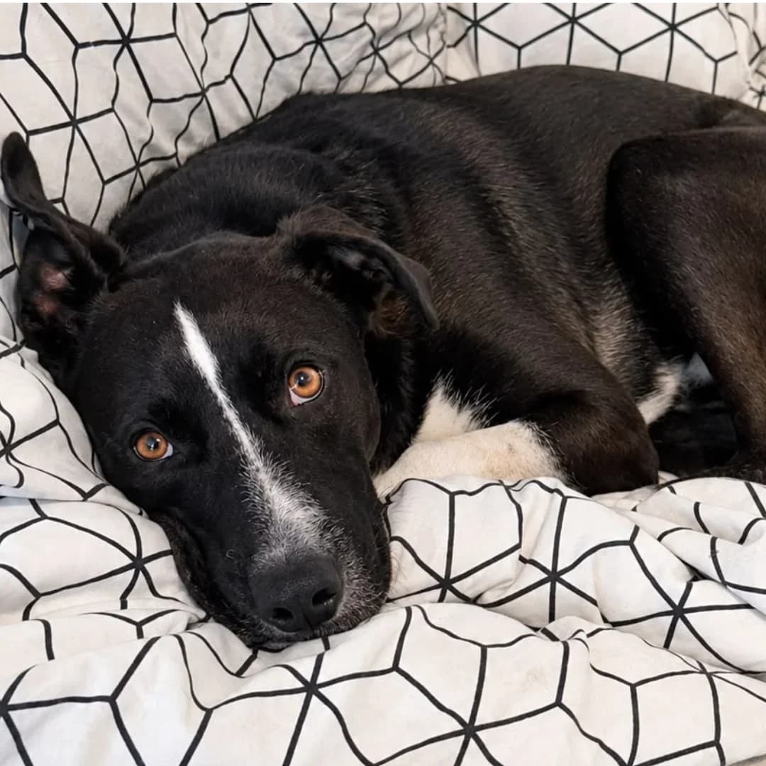 KOMANCHE, male young Mixed Breed for adoption at Centre de Protection des Animaux de Saint-Cyprien