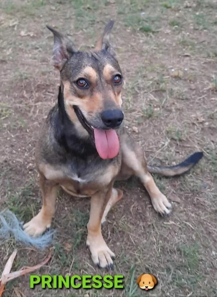 PRINCESSE, female senior Mixed Breed for adoption at Créoles and Co