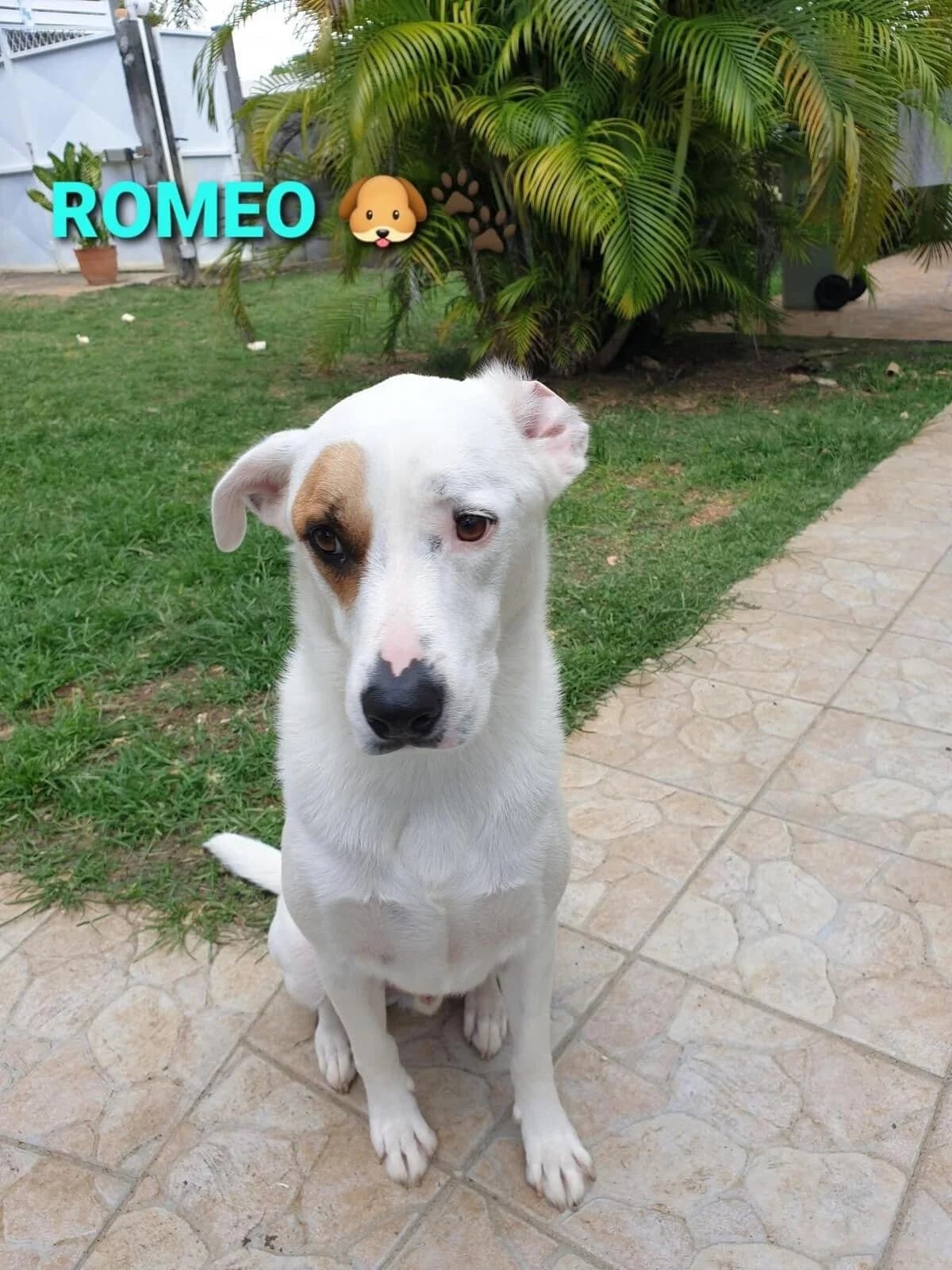 ROMEO, male Mixed Breed for adoption at Créoles and Co