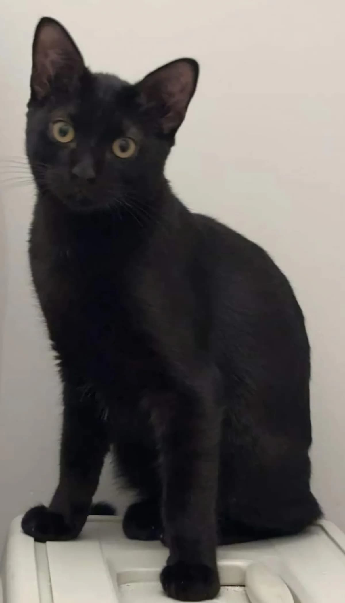 Wolverine à l’adoption, male Mixed Breed for adoption at Croquettes du Coeur, Tarare
