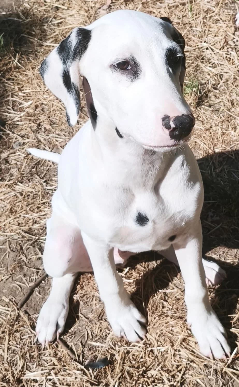 BERLIOZ, male puppy Mixed Breed for adoption at Dalmatiens sans Famille