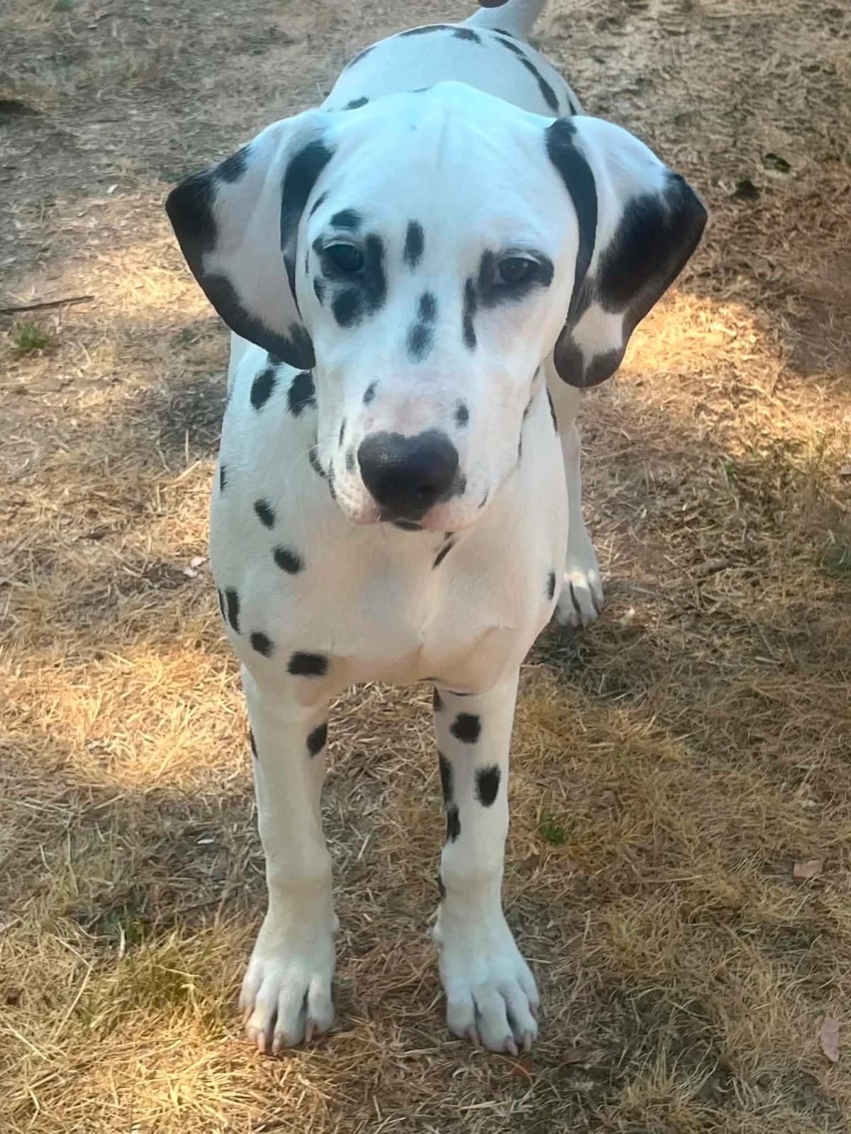 BETTY BOOP, female puppy Mixed Breed for adoption at Dalmatiens sans Famille