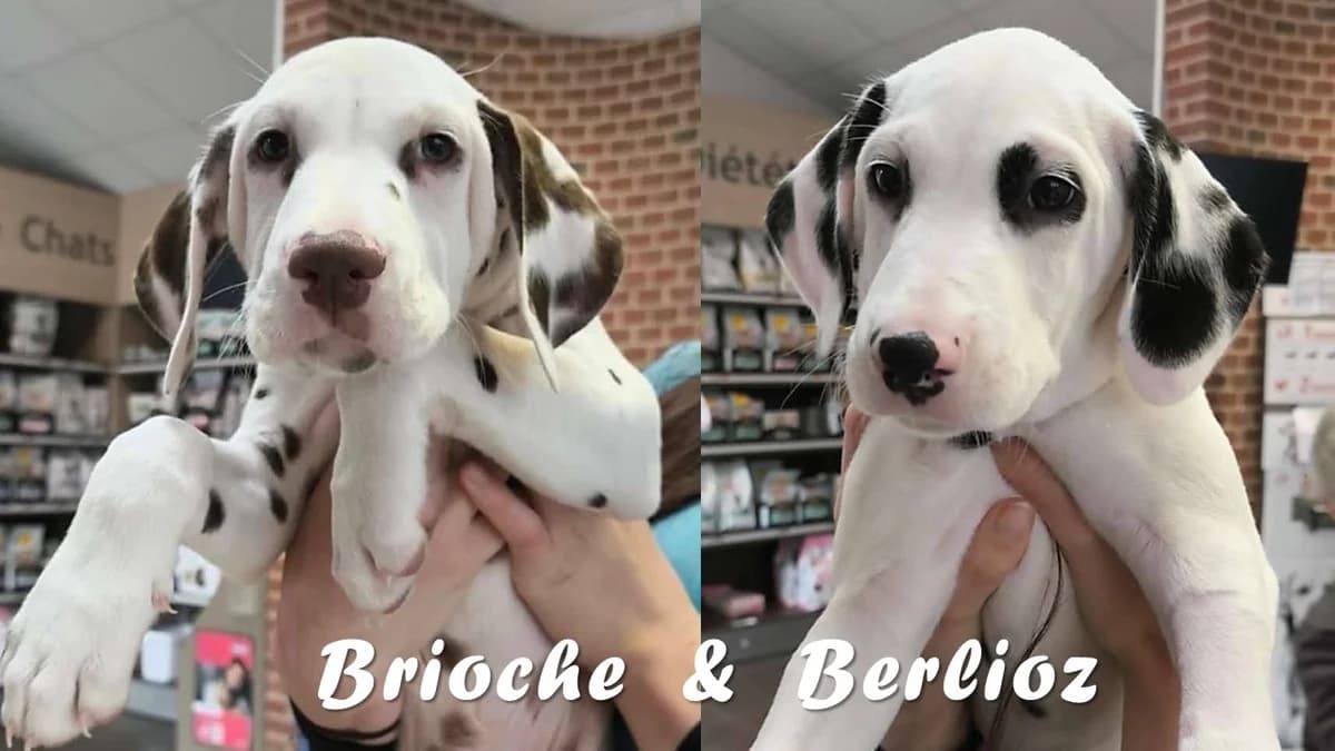 BERLIOZ, male puppy Mixed Breed for adoption at Dalmatiens sans Famille