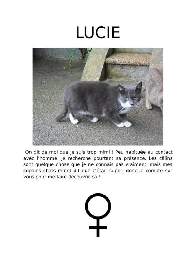 Lucie, Mixed Breed for adoption at Défense Animale Belfort (D.A.B.)