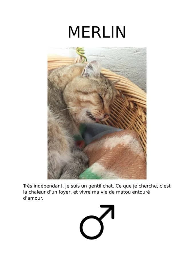 Merlin, Mixed Breed for adoption at Défense Animale Belfort (D.A.B.)