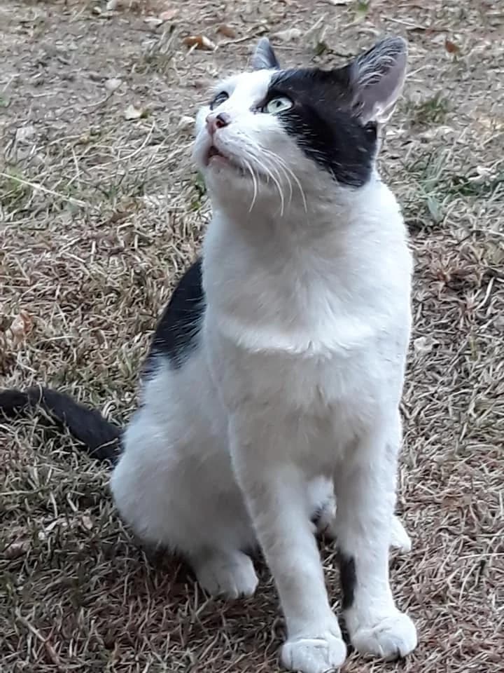 O'Malley, Mixed Breed for adoption at Défense Animale Belfort (D.A.B.)