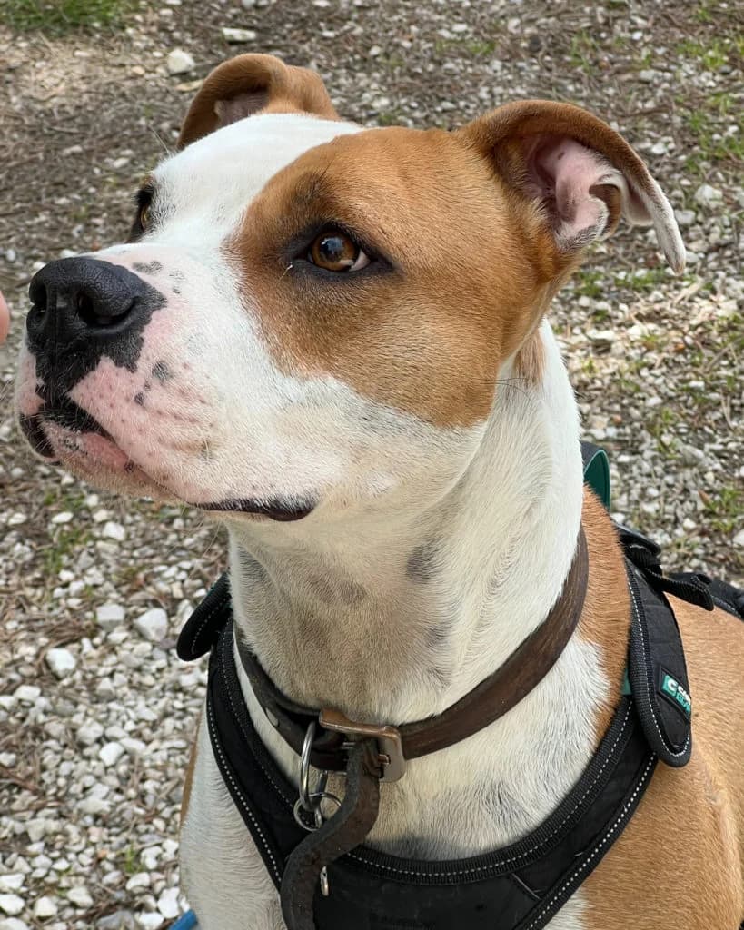 Thorus, male 4yo Mixed Breed for adoption at Des Coeurs à Sauver, des coeurs a sauver