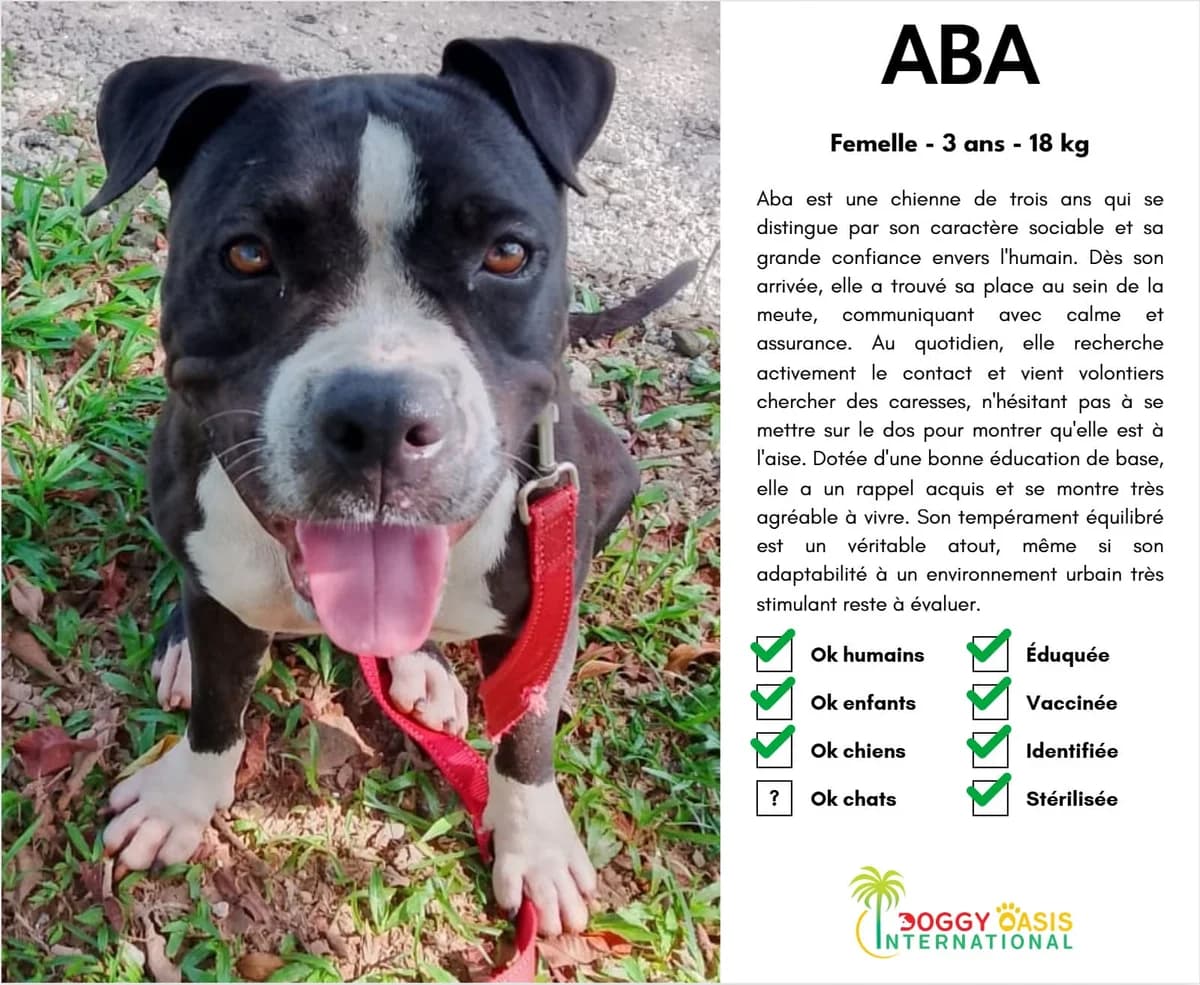 Aba-doi, Mixed Breed for adoption at Doggy Oasis International