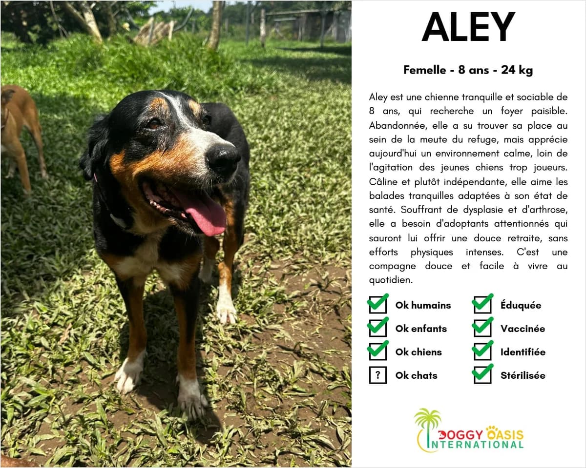 Aley-doi, Mixed Breed for adoption at Doggy Oasis International