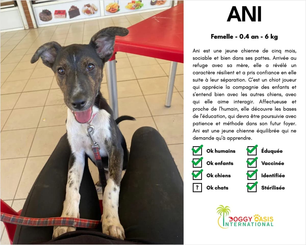 Ani-doi, Mixed Breed for adoption at Doggy Oasis International