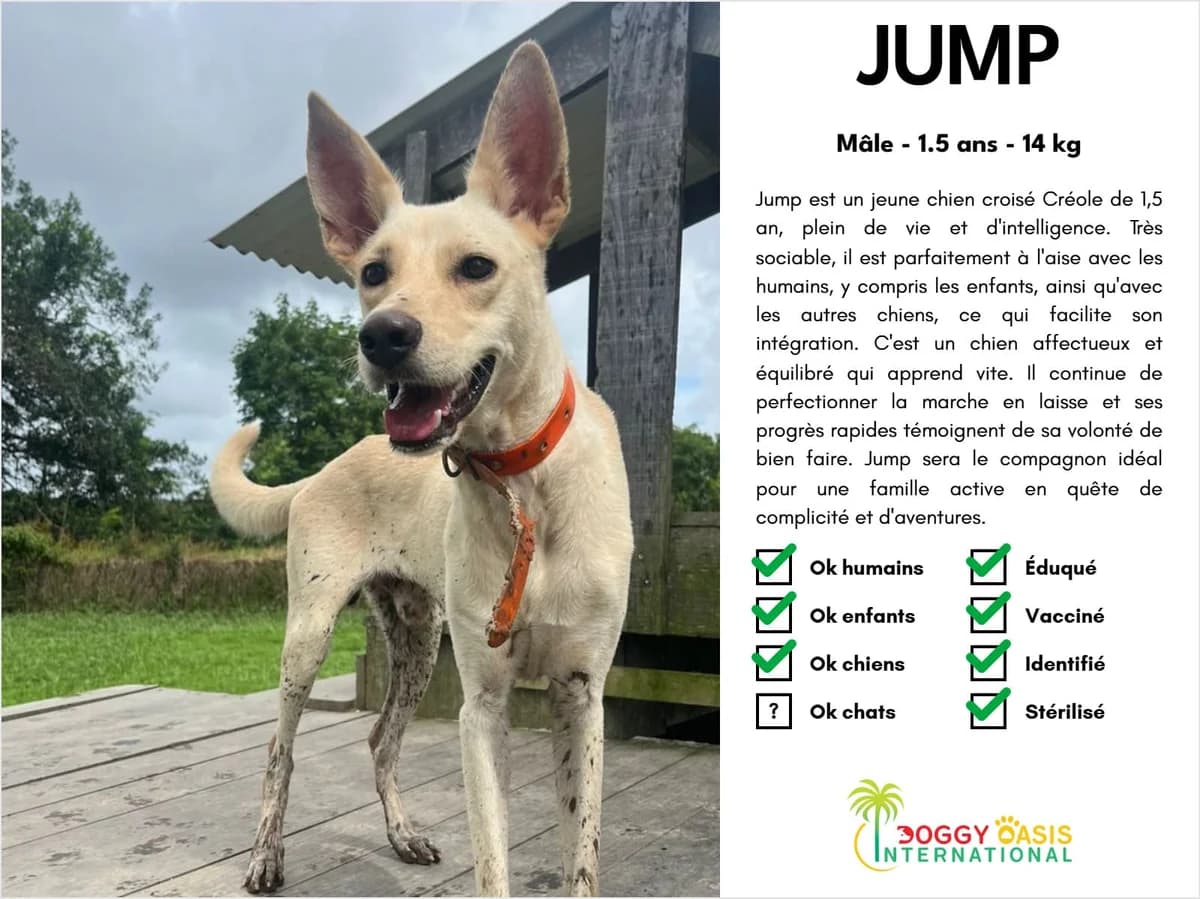 Jump-doi, Mixed Breed for adoption at Doggy Oasis International