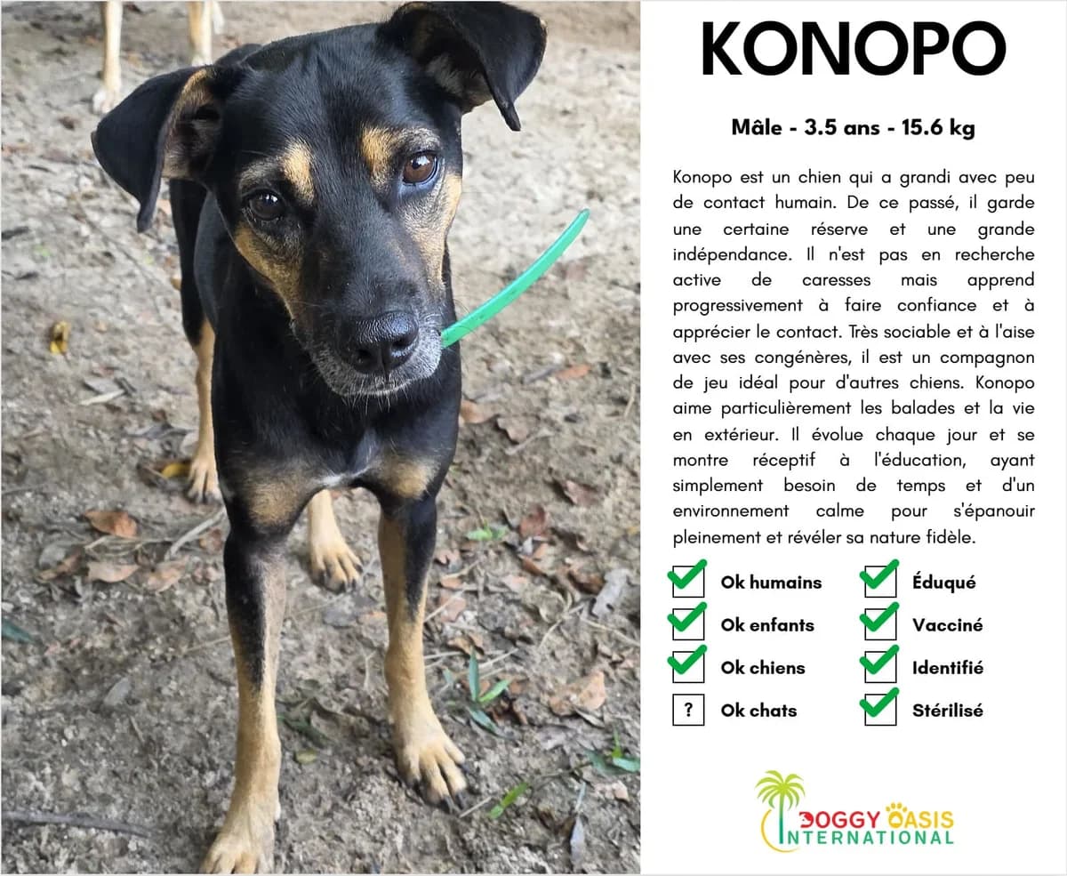 Konopo-doi (1) (1), Mixed Breed for adoption at Doggy Oasis International