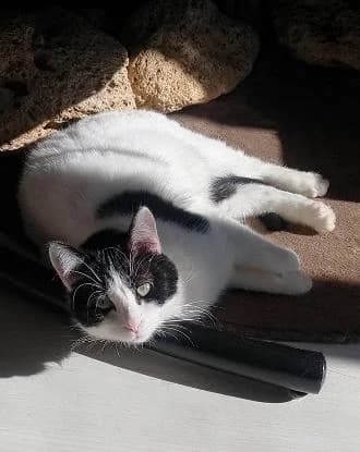 Pinceau, male 6yo Mixed Breed for adoption at Association EACPV — Entraide Amis des Chats et des Pigeons des Villes