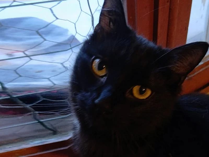 INDIRA magnifique et toute jeune chatte noire au poil mi-longs est ADOPTEE, puppy Mixed Breed for adoption at École du Chat de Drancy