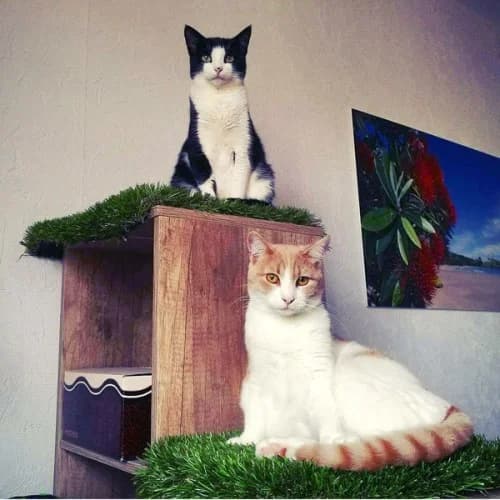 Adopter deux chats ou chatons – Nos conseils pour que ça se passe bien, young Mixed Breed for adoption at École du Chat de Drancy