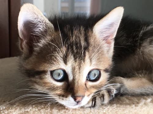 Adoption chaton ou chat adulte, comment choisir, senior Mixed Breed for adoption at École du Chat de Drancy