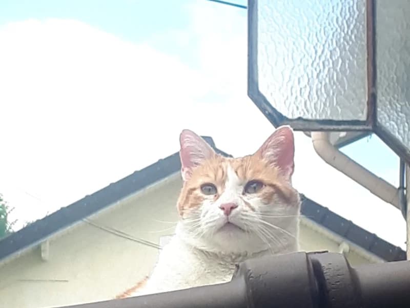NOUNOU, rouquin câlin et sociable, est adopté par sa famille d’accueil, 5yo Mixed Breed for adoption at École du Chat de Drancy