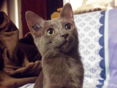 Adoption chaton Paris, young Mixed Breed for adoption at École du Chat de Drancy