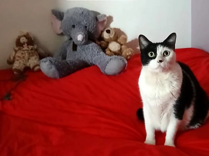 À l’adoption : Lily, jolie chatte de 3 ans noire et blanche, young Mixed Breed for adoption at École du Chat de Drancy
