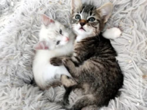 Agence de Cat-sitting Partenaire, 4yo Mixed Breed for adoption at École du Chat de Drancy