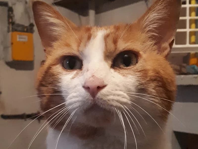 ALCIDE, beau Matou Roux et Blanc, FIV+, super câlin est réservé, 4yo Mixed Breed for adoption at École du Chat de Drancy