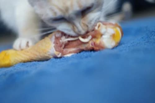Alimentation du chat conseils de base, 5yo Mixed Breed for adoption at École du Chat de Drancy